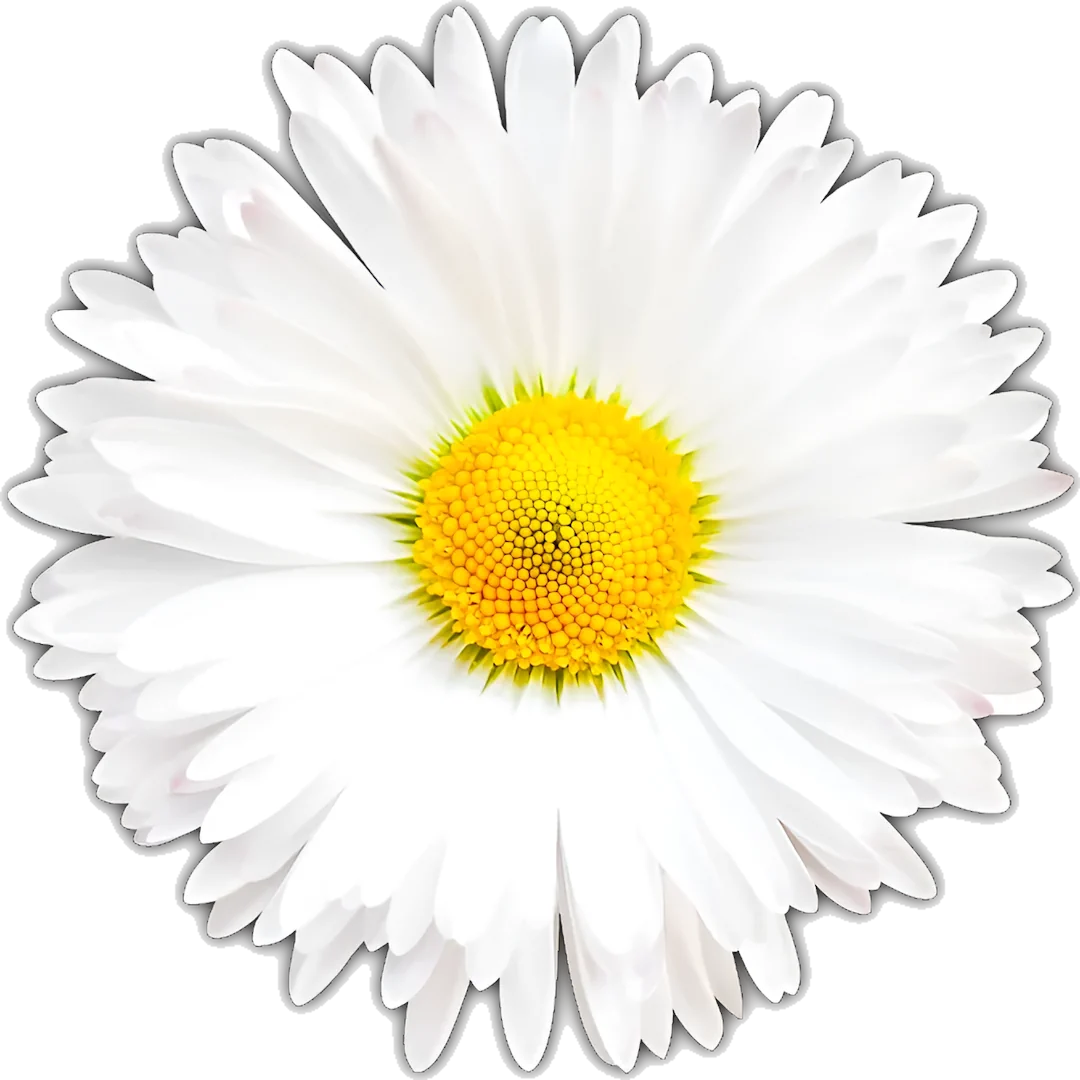 White Daisy.webp