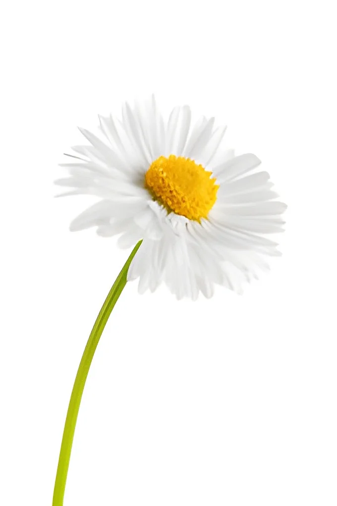In memoriam Daisy White.webp