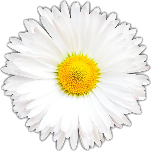 White Daisy.png